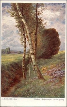 Birken im Frühling Kuenstlerkarte M. Rüdisühli * ca. 1930