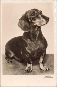 Dachshund real photo * approx. 1940