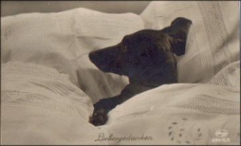 Dachshund in bed series 63516/5, o 5.9.1928