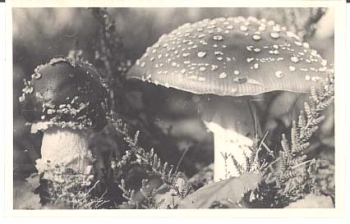 Fly agaric mushrooms real photo, used December 11, 1973