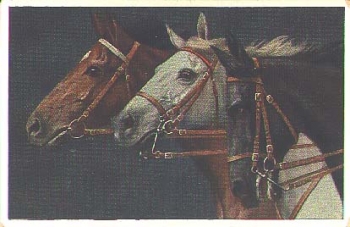 edle Pferde Künstlerkarte A. Koch o 9.9.1915
