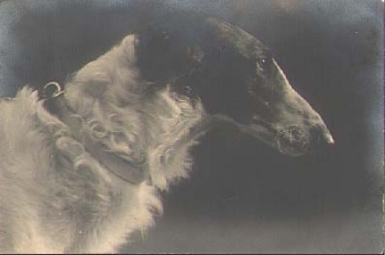 Borzoi Russian Wolfhound Real Photo Ak * ca. 1930