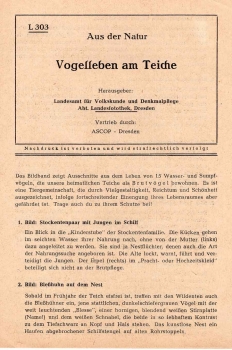 ASCOP Dresden Strahlbild Textblatt L303 "Vogelleben am Teiche" 1952