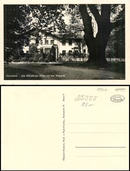 Bad Barmstedt 1000 year old oak in front of the brewery * approx. 1940