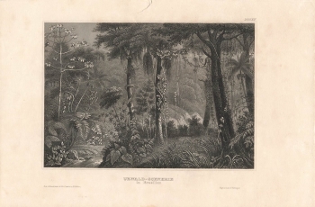 Brazil jungle scenery with snake Original steel engraving around 1856