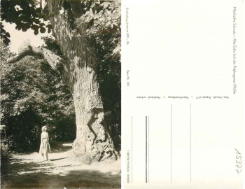 15377 Buckow old oak Pritzhagener Muehle *1959 Hanich0124