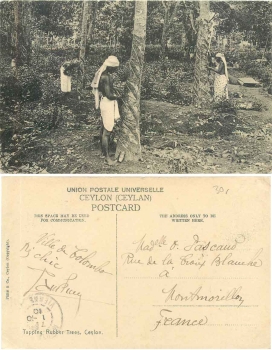 Ceylon Tapping Rubber Trees o 1.10.1910