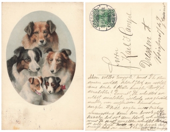 Colly's dog o 11/22/1913