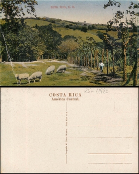 Costa Rica Schafsfarm *ca. 1920