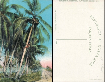 Costa Rica Climbing after Coconuts *ca.1920