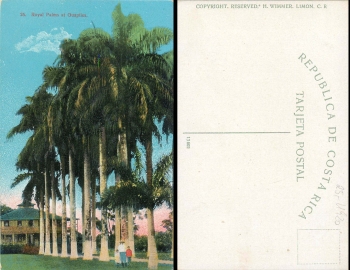 Costa Rica Royal palms at Guapiles *ca.1920