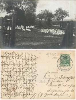 97993 Creglingen Gänsefarm Echtfotokarte o 12.7.1912