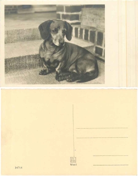Dachshund * around 1940