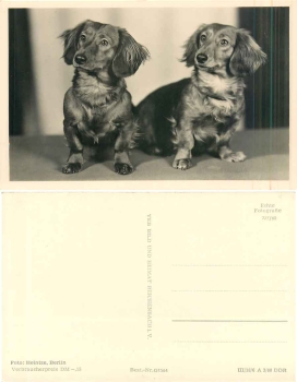 Dachshund * 1960