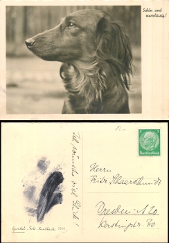 Dackel  gebr. ca. 1940