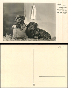 Dackel mit Welpen Fotokarte *ca.1930