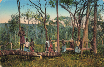 Peeling of the timber (munigo) German East Africa * around 1910