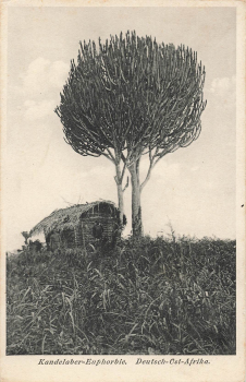 Kandelaber Euphorbie Deutsch Ostafrika * um 1910