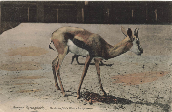 Young springbok, German South West Africa * around 1910