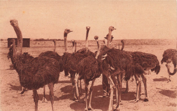 Government ostrich farm German South West Africa * around 1930