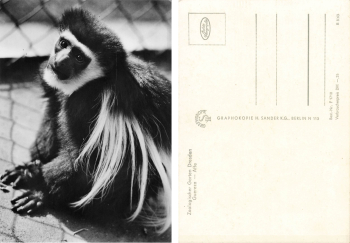 Dresden Zoological Garden Monkeys Gueraeza Monkey * 1970