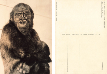 Dresden Zoological Garden Dima Gorilla Girl Monkey * around 1963