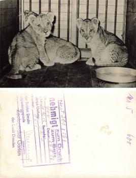 Dresden Zoological Garden Young Lions. Artwork with printing permission, 1956. Hanich Verlag