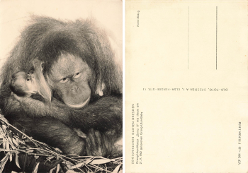 Dresden Zoological Garden Suma II Orangutan mother with baby * 1963