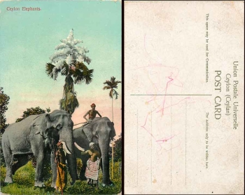 Elephants Ceylon * approx. 1920