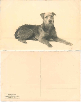 Fox terrier dog real photo *around 1930