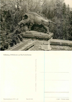 01737 Grillenburg Wild boar at Elsa-Fenske-Heim * 1982 Hanich1444