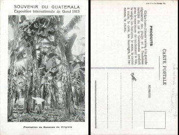 Guatemala International Exposition 1913 banana plantation