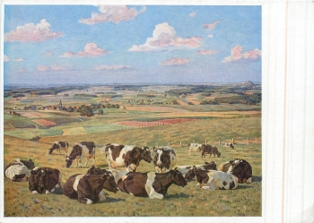 HDK140 Willy Tag cows on pasture