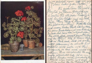HDK273 Robert Knaus Geraniums bred 1948