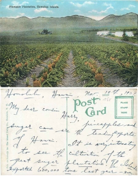 Hawaiian Islands Pineapple Plantation gebr. 10.11.1924