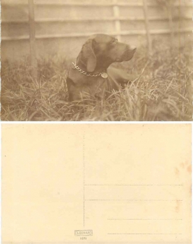 Dog real photo AK around 1920