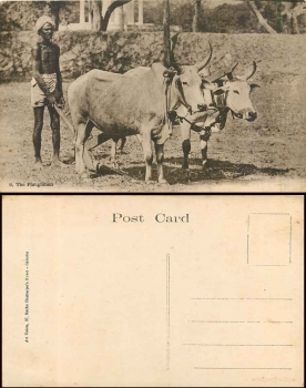 India farmer with ox plow * approx. 1920
