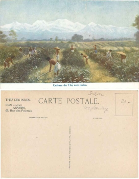 Indien Culture du The Teeplantage * ca. 1910