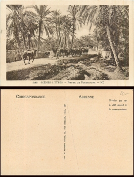 Camels in an oasis Route de Touggourt (Arabia) * around 1920