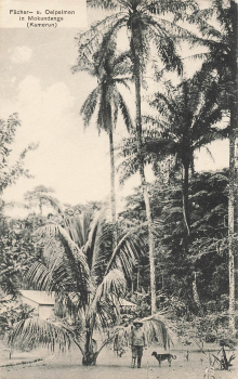 Mokundange fan and oil palms, Cameroon * around 1910