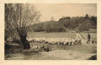 02627 Kreckwitz sheep herd o 1926