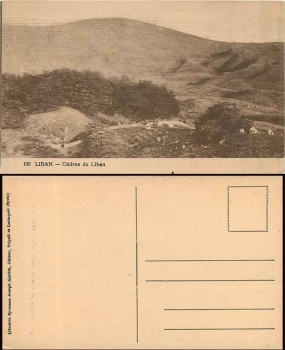 Cedars from Lebanon