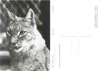Lynx wildlife enclosure Moritzburg *1980 Hanich2370