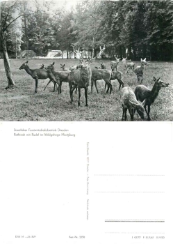 Red deer herd in the game reserve Moritzburg *1977