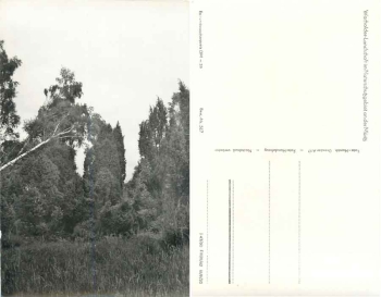 17248 Müritz Wacholderlandschaft im Naturschutzgebiet *1962 Hanich0517
