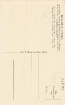 02699 Neschwitz Oberlausitz Kirchhofslinde * um 1920