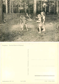 16775 Neuglobsow game reserve *approx. 1966 Hanich0034
