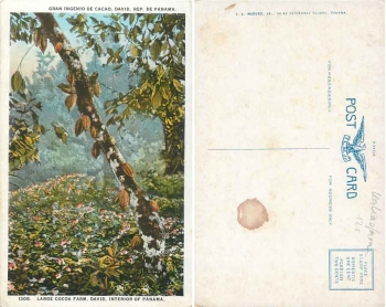 Panama Large Cacao Farm cocoa plant *approx. 1920