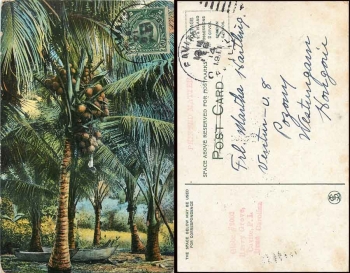 Philippine Islands USA  Palmen o 14.2.1911