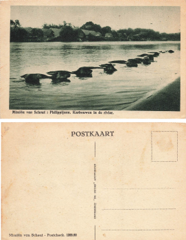 Philippines buffalo in the water * approx. 1930